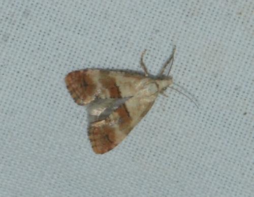 Cochylini